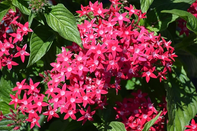 Pentas Buttery Deep Pink 2.jpg