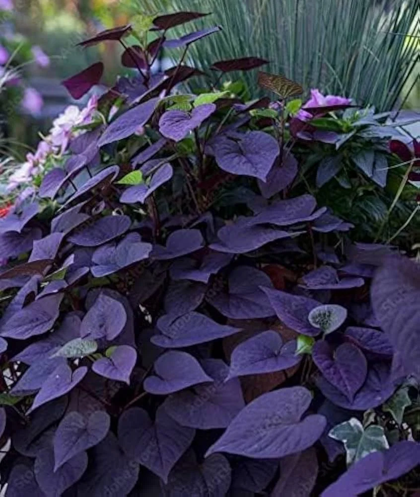 Sweet Potato Vine purple.jpg