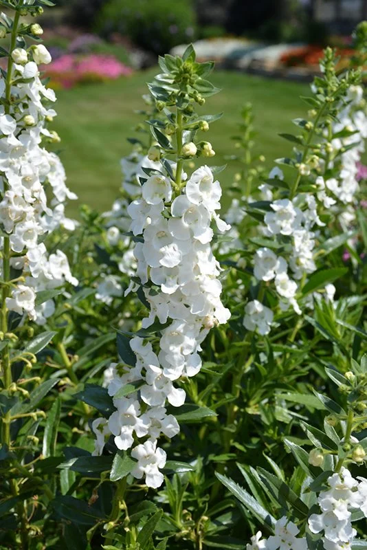 Angelonia white 2.jpg