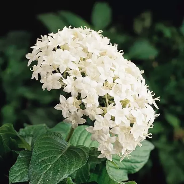 White Pentas 1.webp