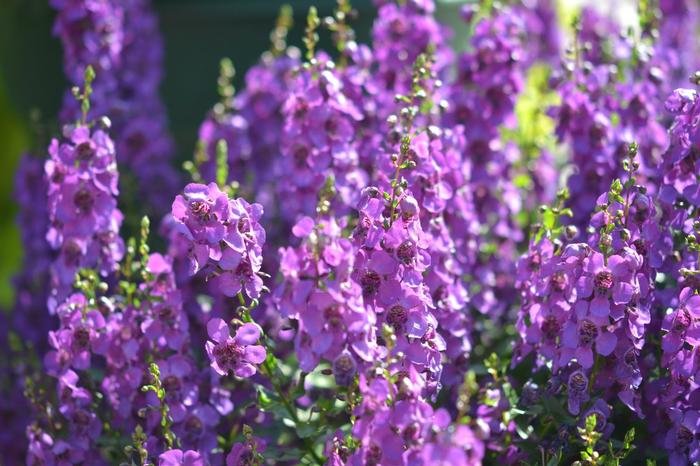 Angelonia purple 2.jpg