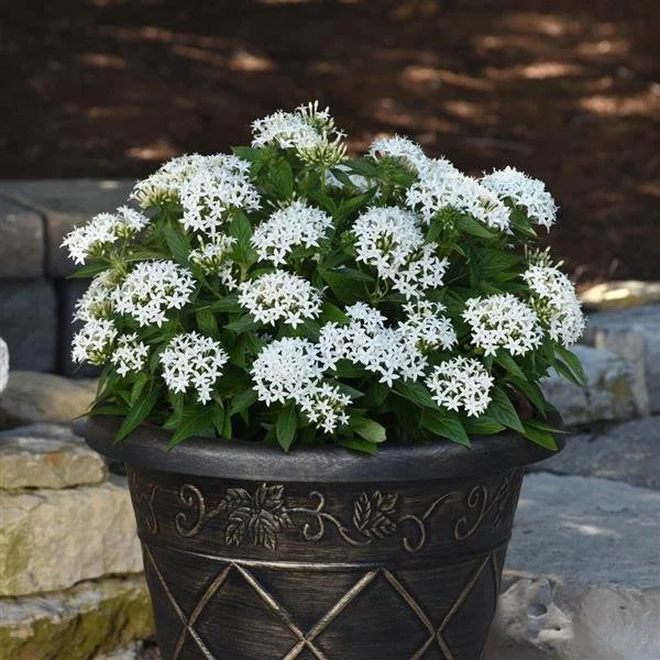 White Pentas 2.jpeg