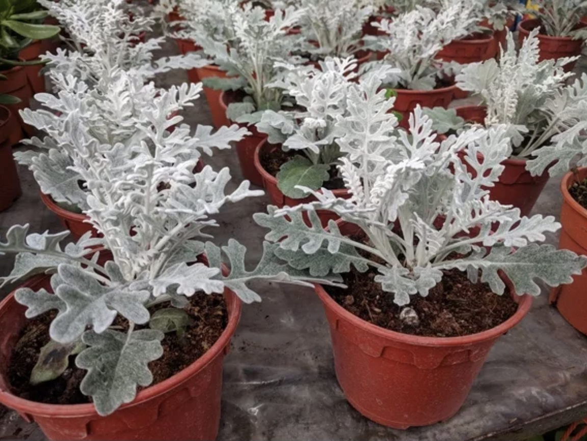 Dusty Miller