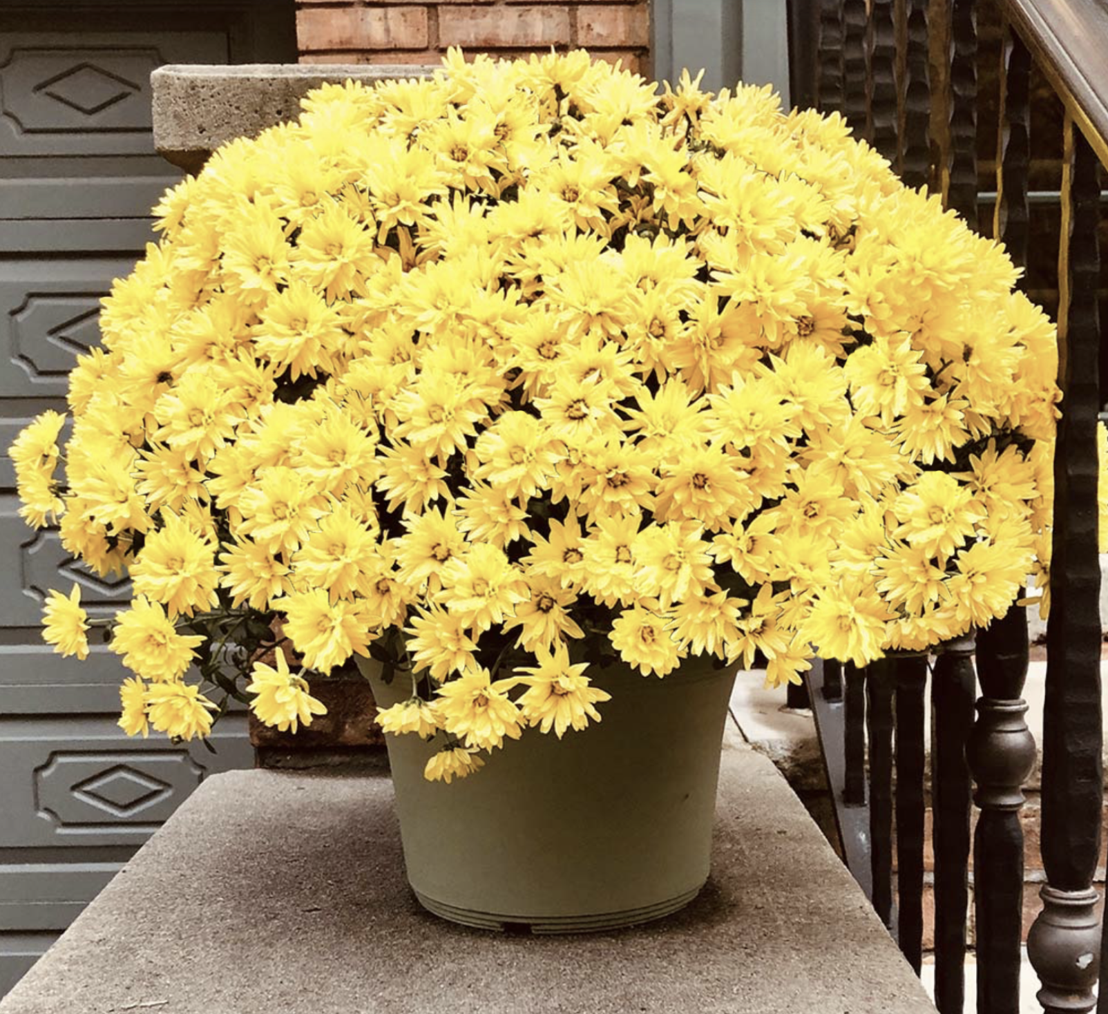 Yellow Mumms