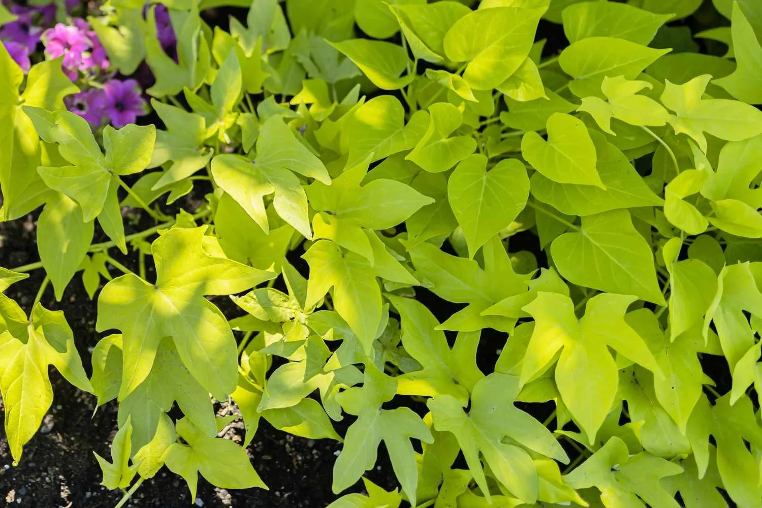 sweet-potato-vines-green.jpg