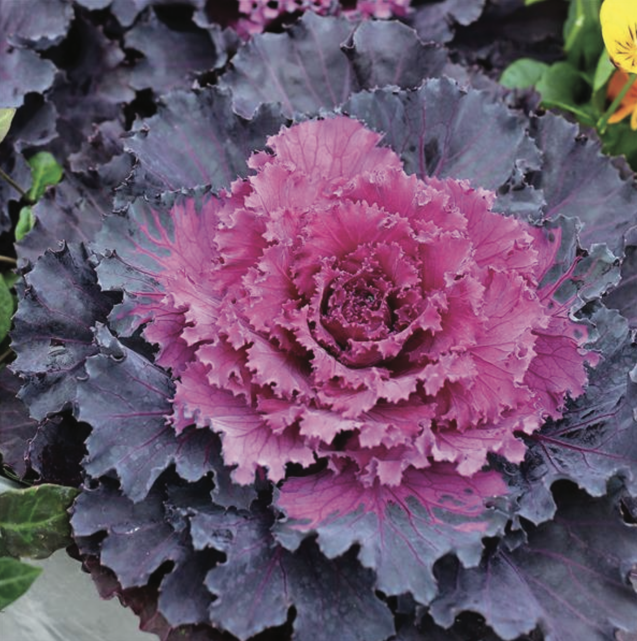Cabbage - Osaka Red