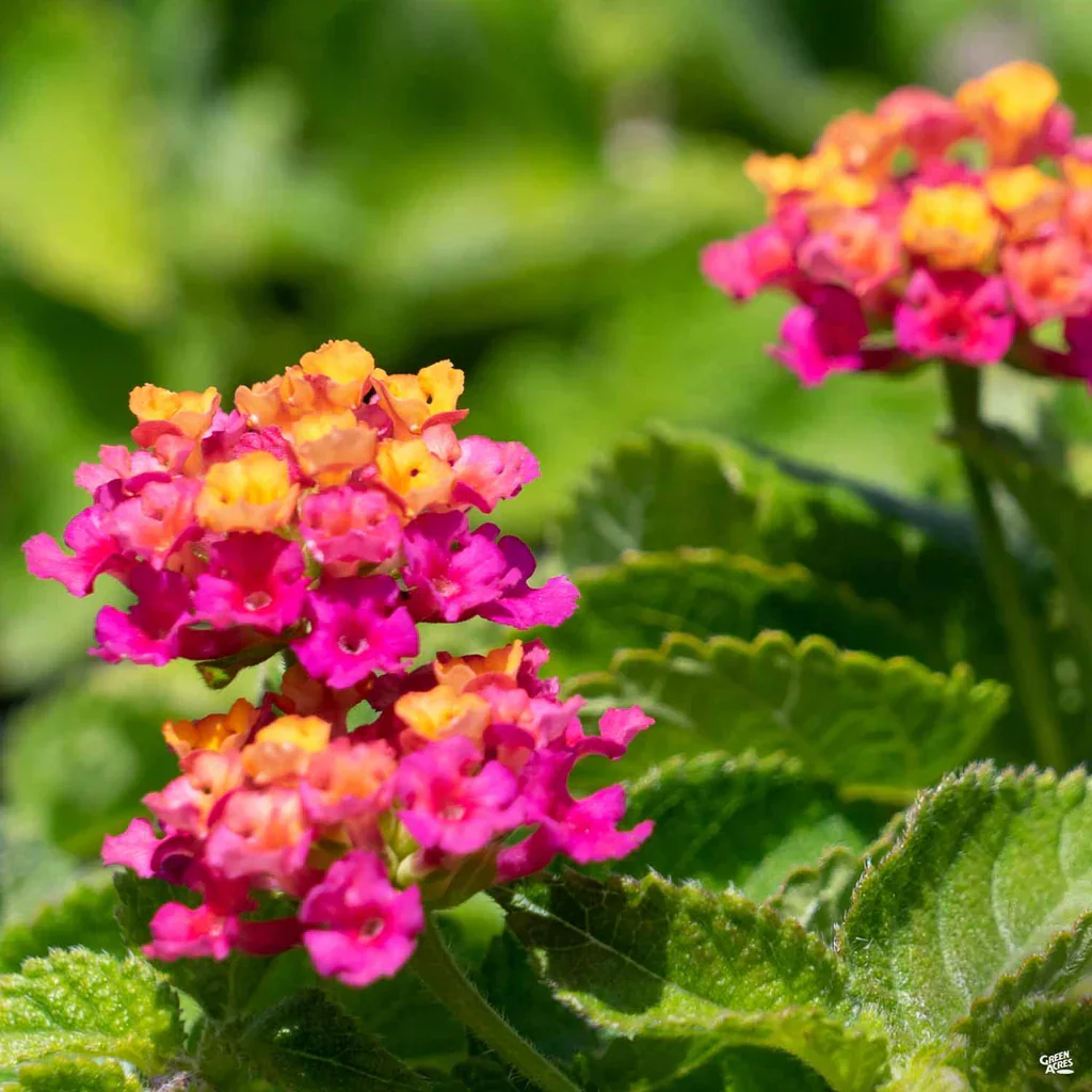 Lantana hot pink 2.webp