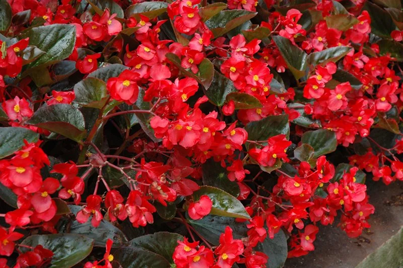 Red Whopper Begonias 1.jpg