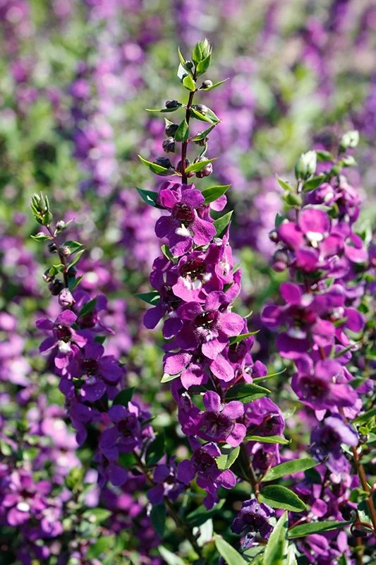 Angelonia purple 1.jpg