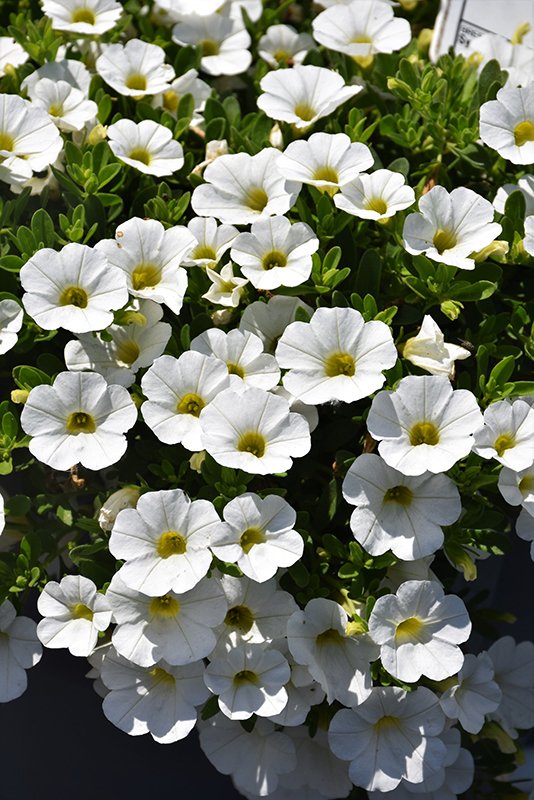 Calibrachoa white 1 .jpg