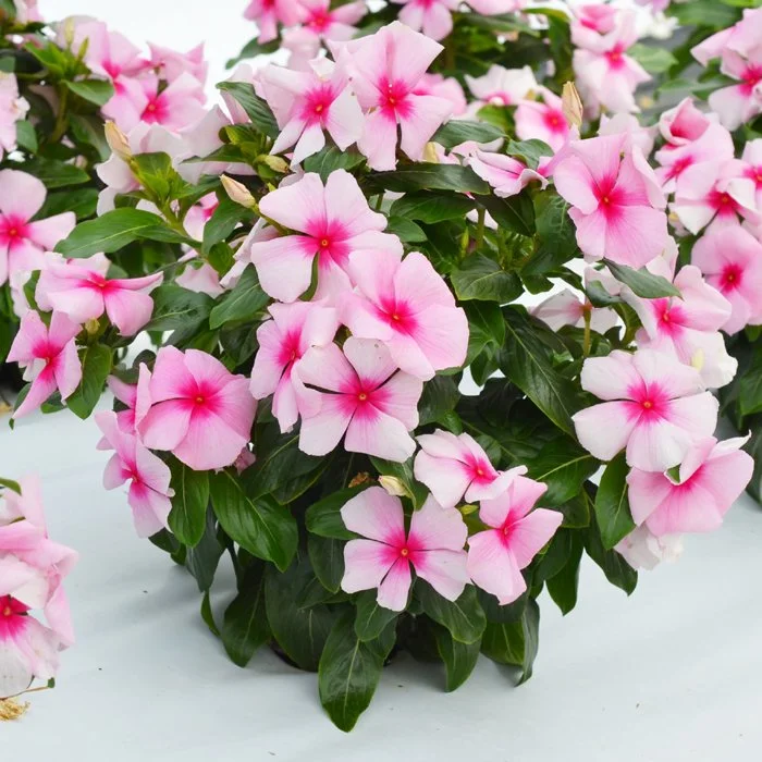 Vinca Cascada strawberry.jpg