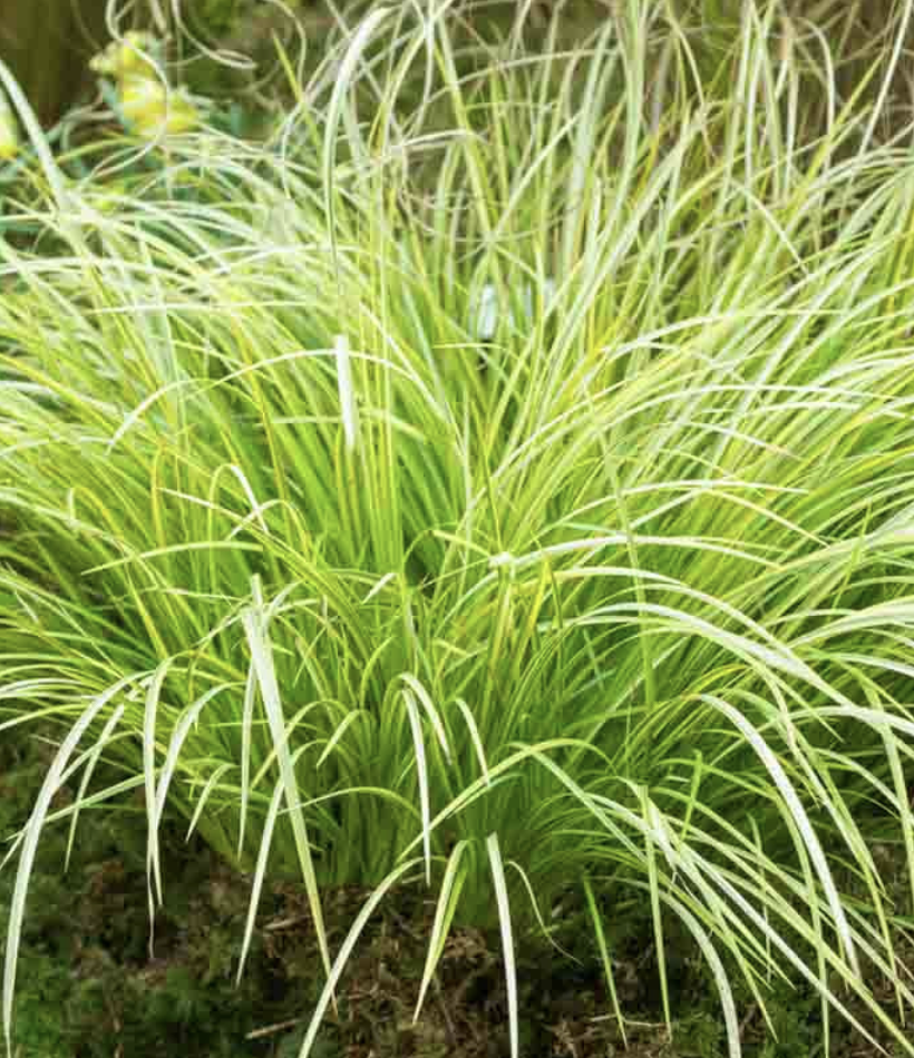 Acorus Grass