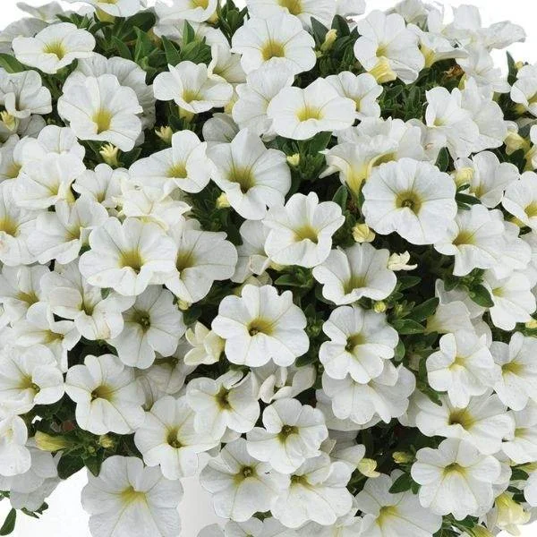 Calibrachoa white 2.jpg