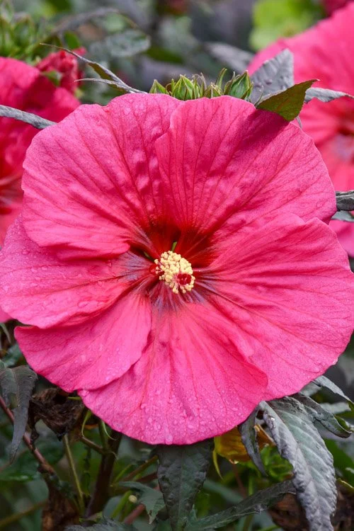 hibiscus red.jpg