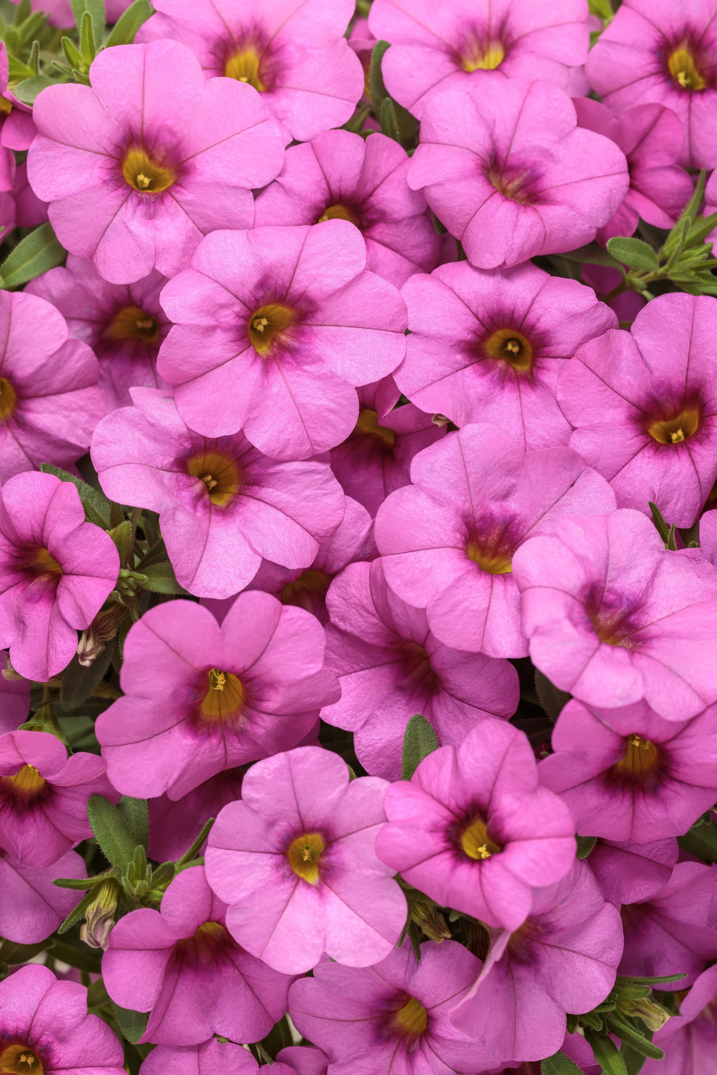 Calibrachoa pink 1.jpg