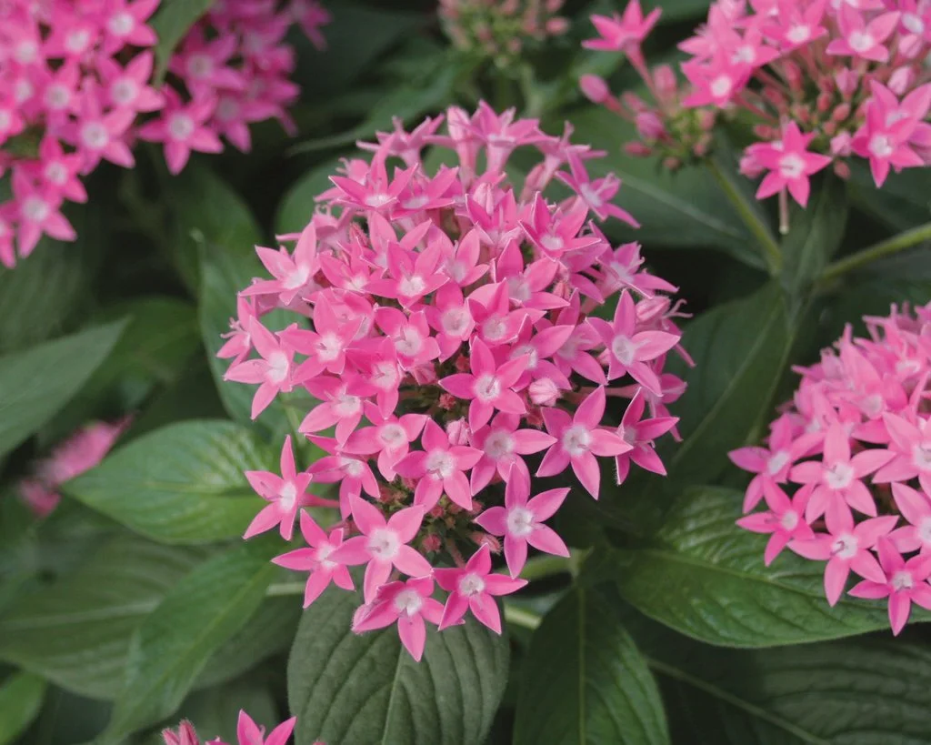 Pentas Buttery Deep Pink 1 .jpg