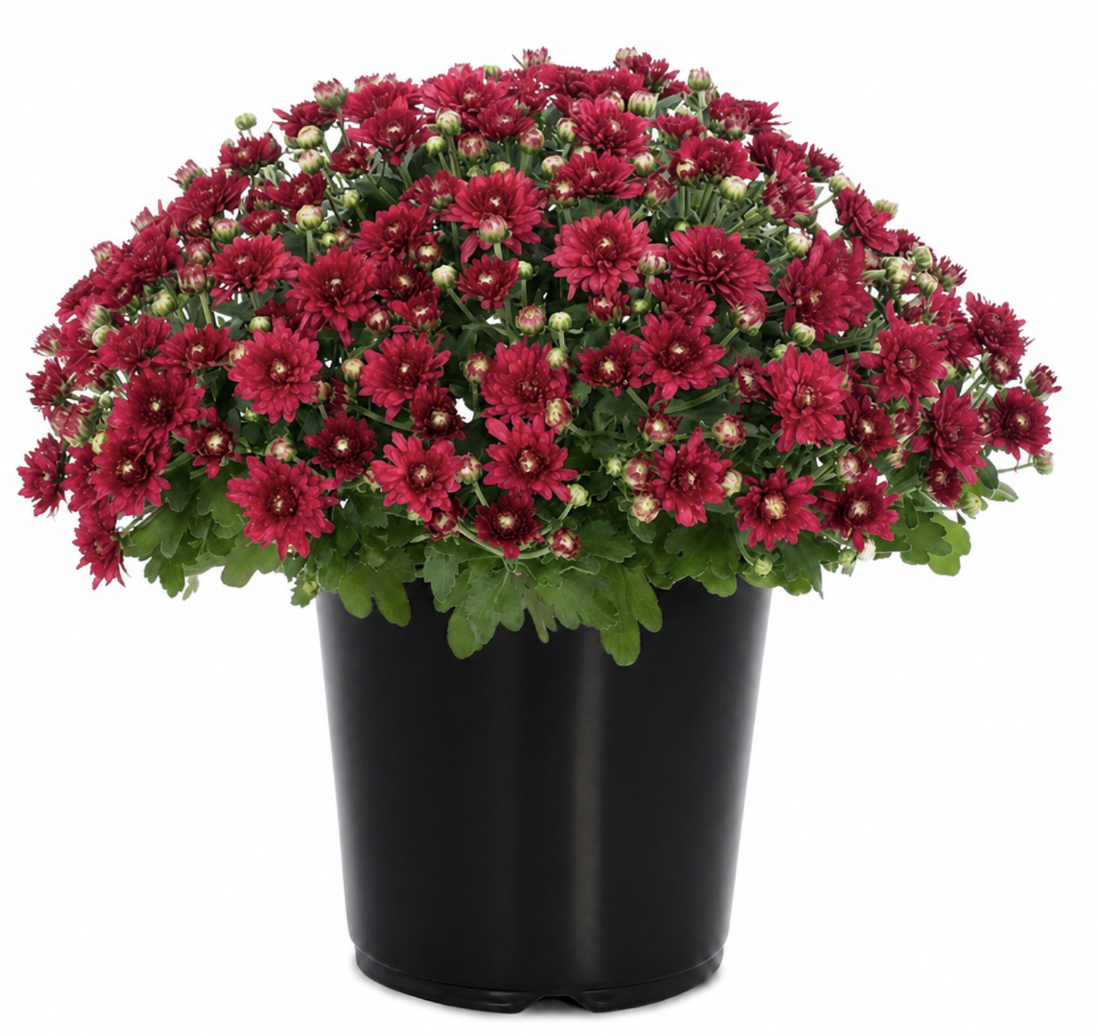 Red Mumms