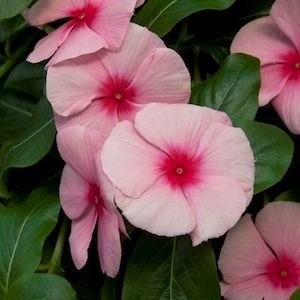 Vinca Cascada strawberry 2.jpg