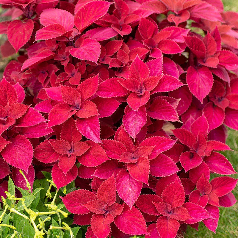 Coleus Gay's redhead2.webp