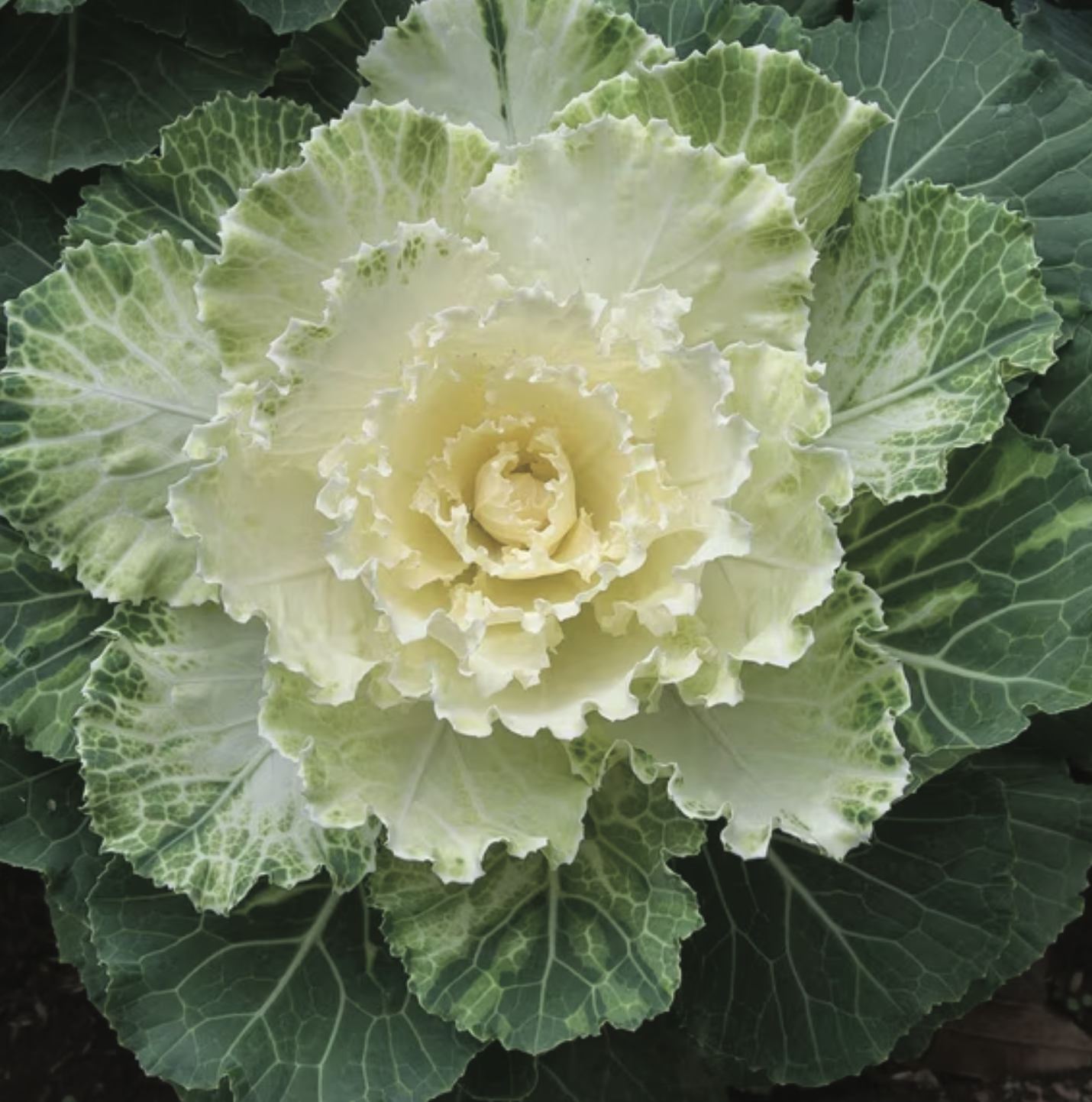 Cabbage - Osaka White