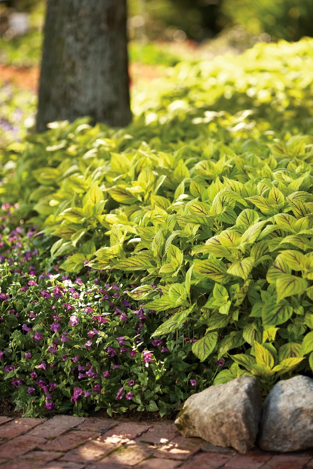 Coleus Gay's delight 1 .jpg