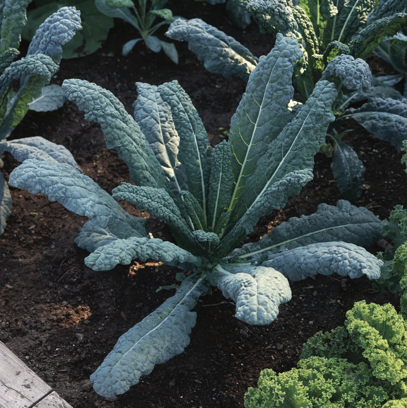 Kale - Lacinato