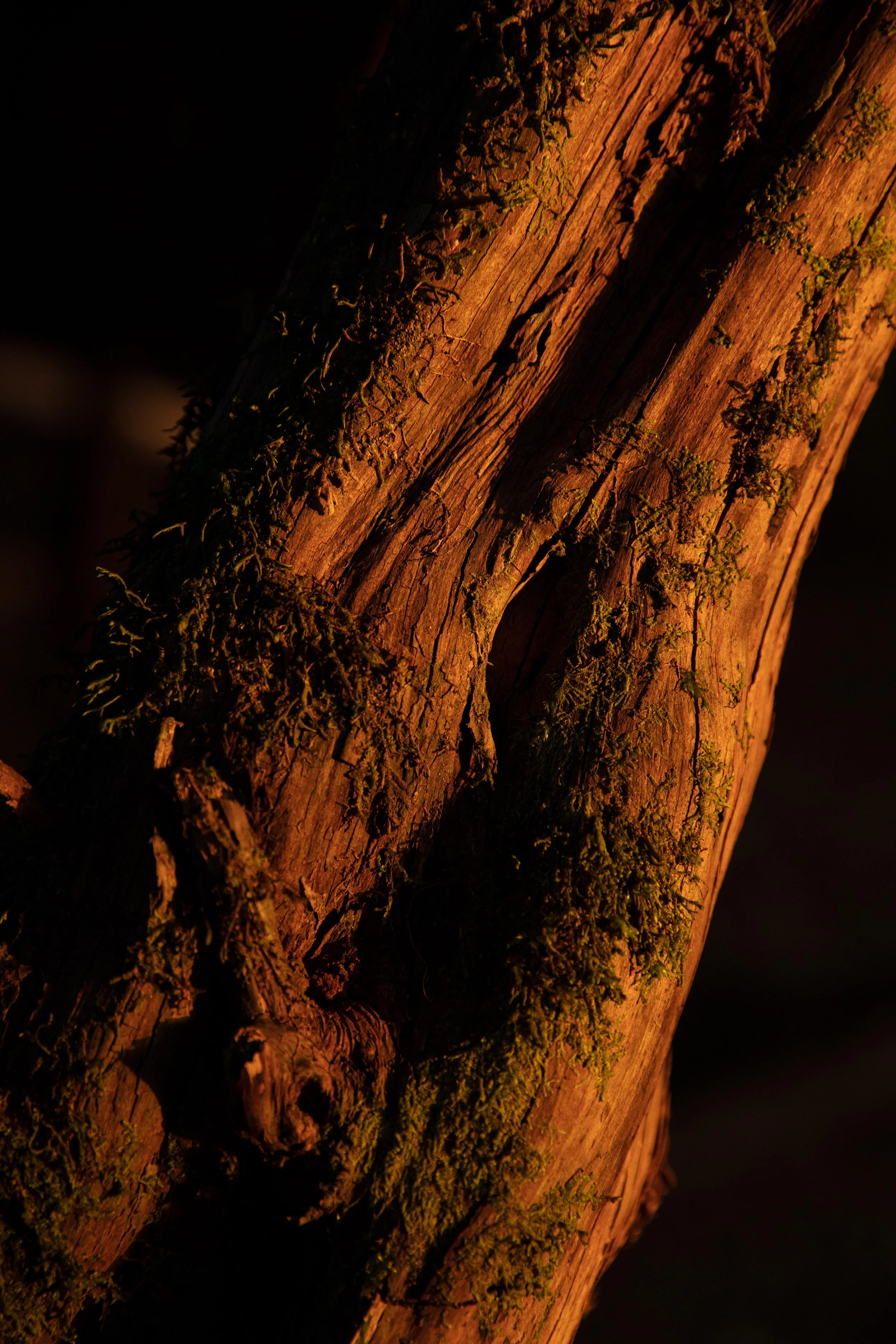 DE_LAURISLVA_ATARDECER_VERTICAL_1.jpg