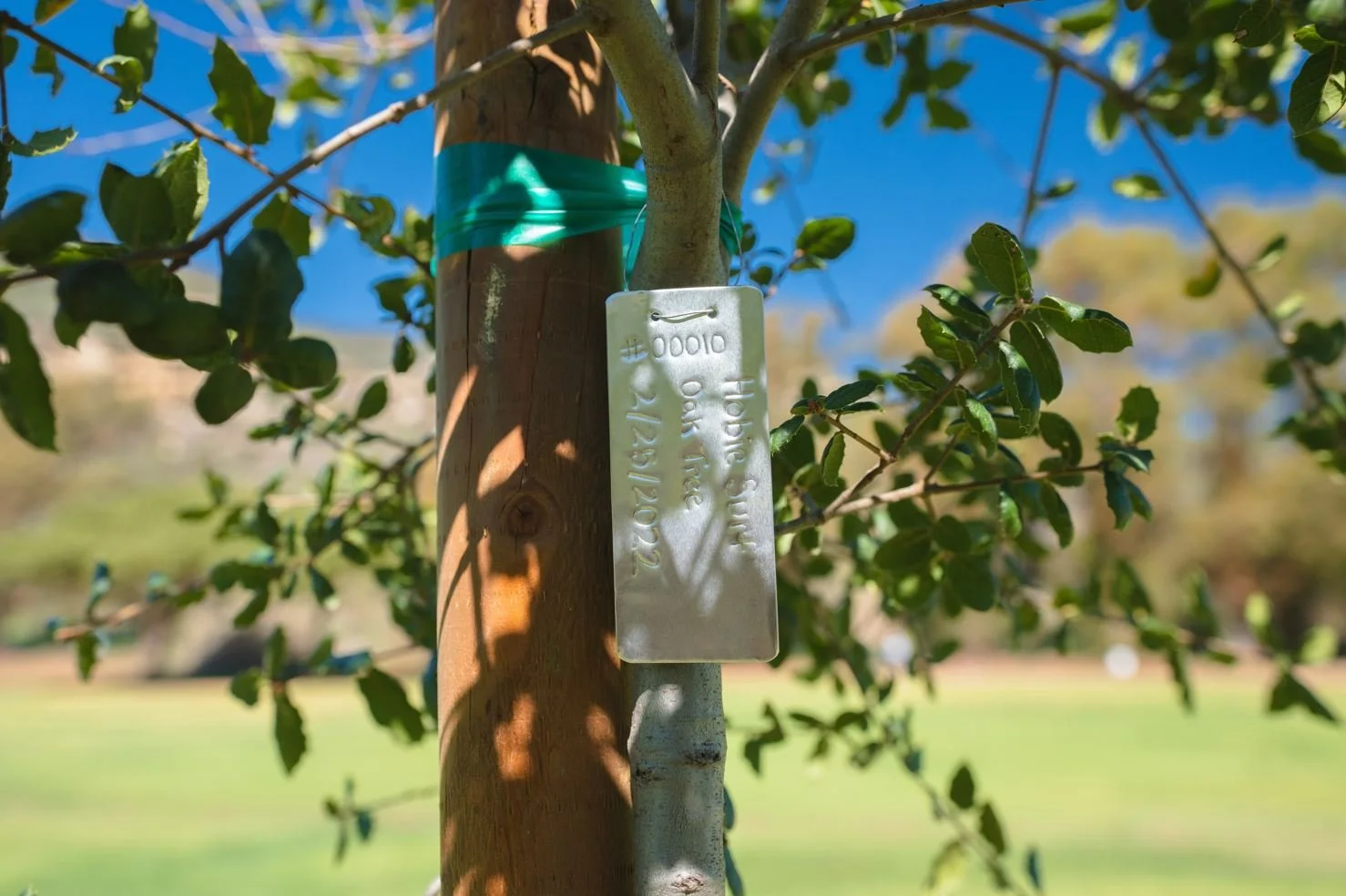 OC Tree.jpeg