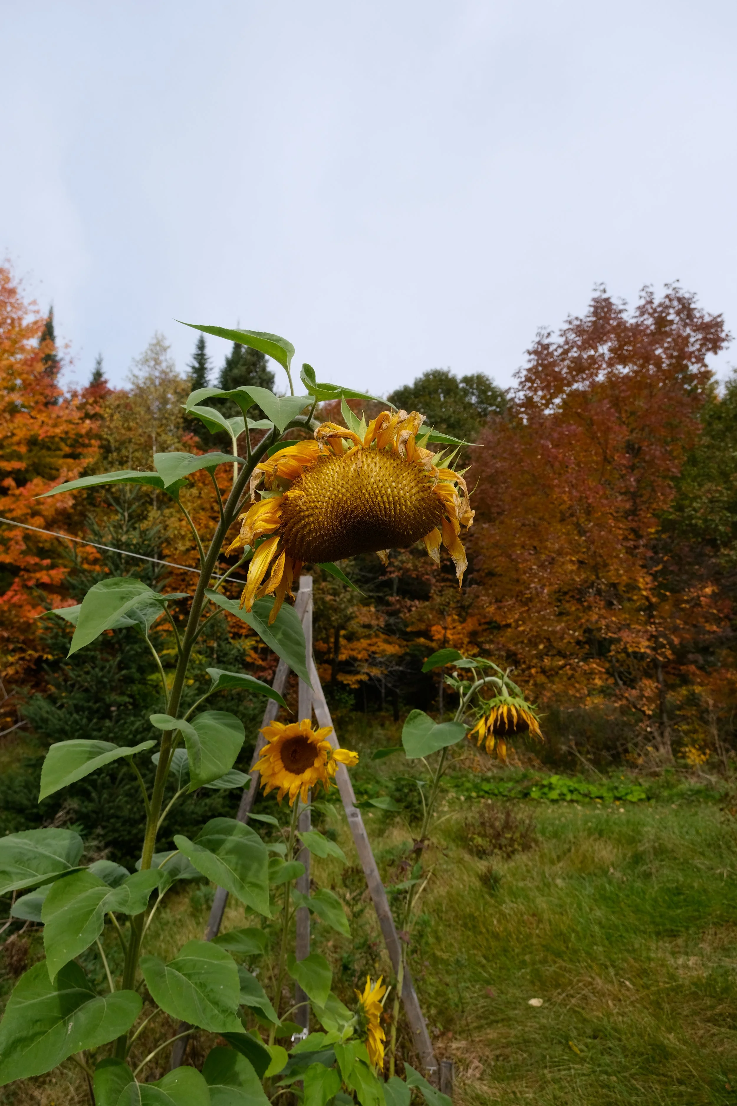 DSCF9439.JPG