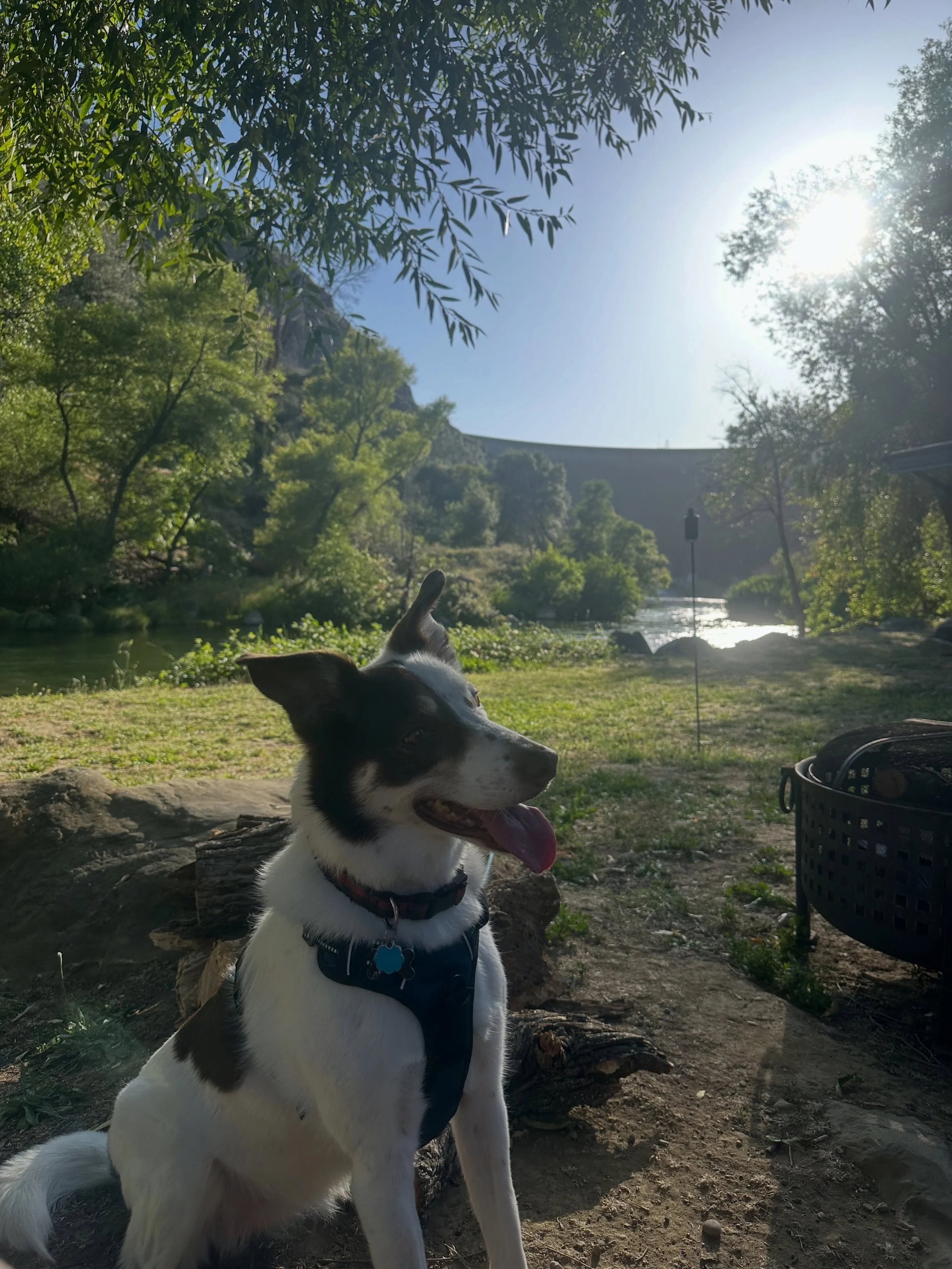 A day spent outdoors with good friends, a campfire, and one very happy Hazel 🤍🌲🐾

I&rsquo;d call that a pretty good day. ✨ 

#camping #campfire #bordercollie