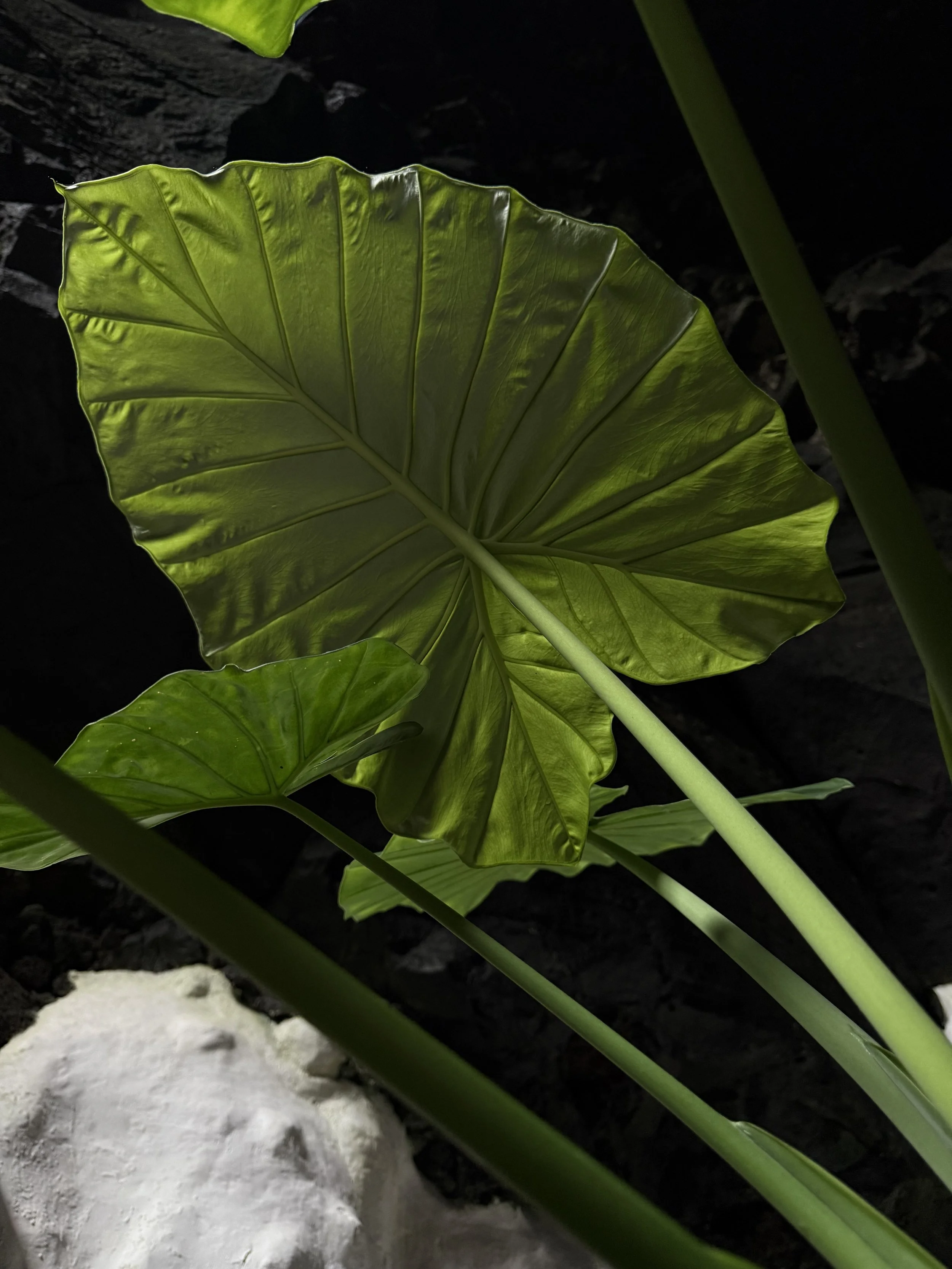 Close-up of a green elephant ear leaf with prominent veins, illuminated from below, with dark soil and a white rock in the background.