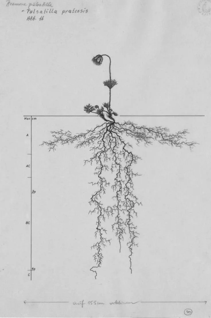 A detailed botanical illustration of a plant labeled 'Pulsatilla pratensis,' showing the root system with numerous branches extending downward, and a flowering stem with a single flower at the top.