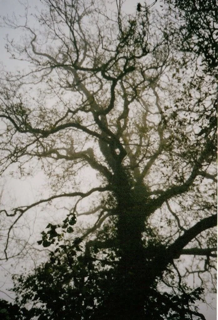 A tall, leafless tree with numerous twisting branches seen from below against a cloudy sky.