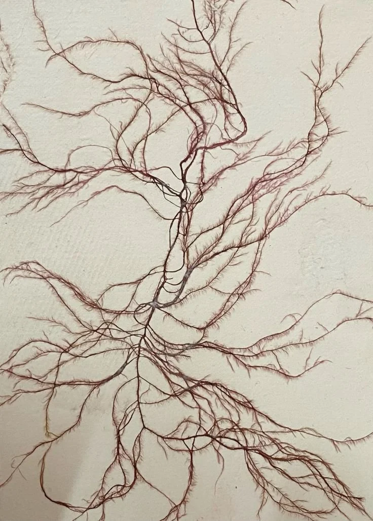 Close-up of a human brain's blood vessel network, shown as a detailed, branching pattern.