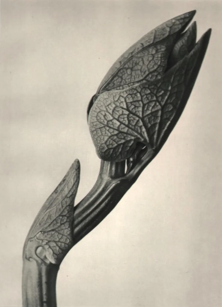Black and white photograph of a sprouting plant with two leaves emerging from a single stem.