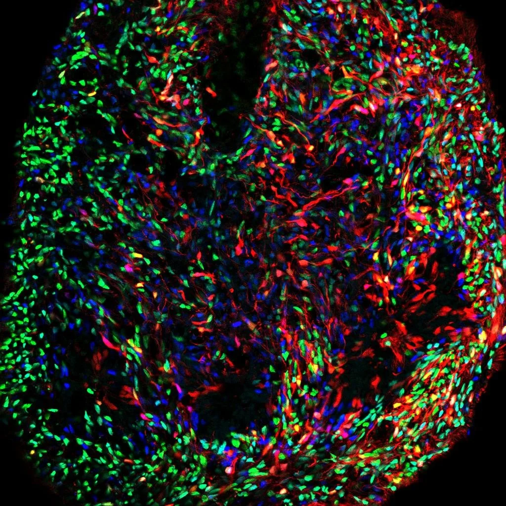 Microscopic view of plant cells with colorful fluorescent staining showing various cell structures in red, green, and blue hues.
