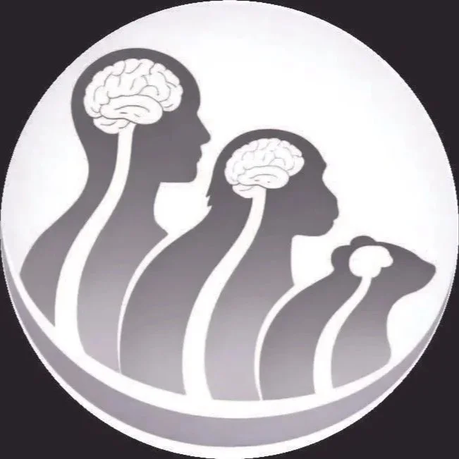 Illustration of four silhouettes of a person from large to small, with each silhouette having a brain and a spinal cord aligned in a line, symbolizing brain development or connection.