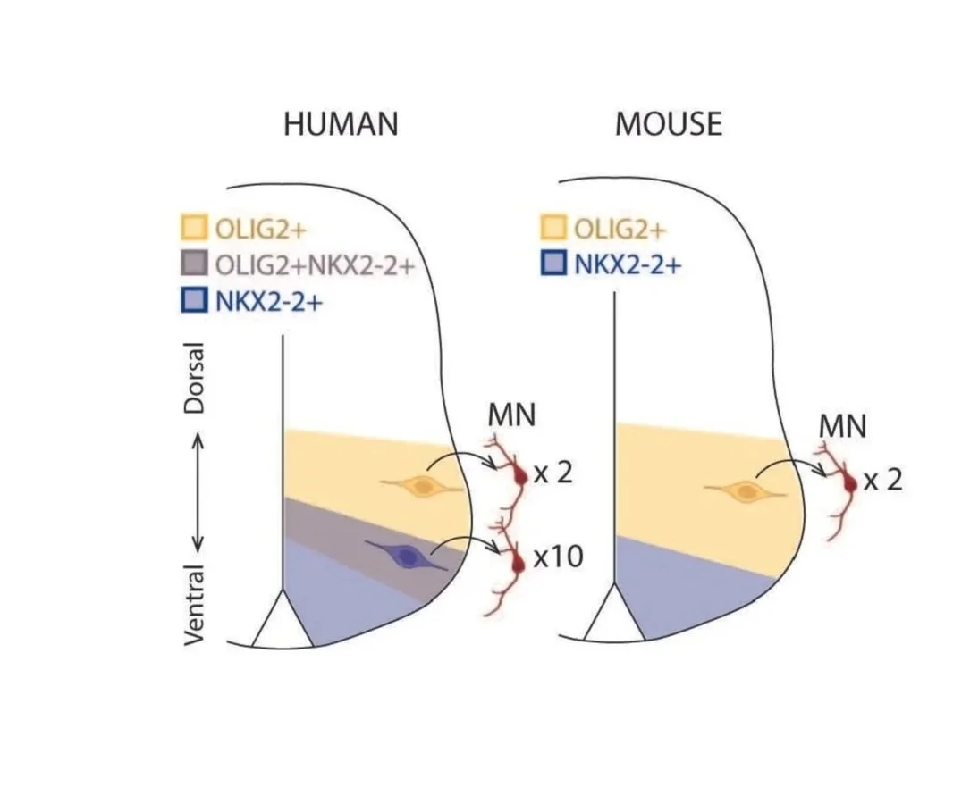 Diagram comparing genetic differences in the dorsal and ventral regions of the spinal cord between humans and mice, highlighting specific gene expressions and neuron quantities.
