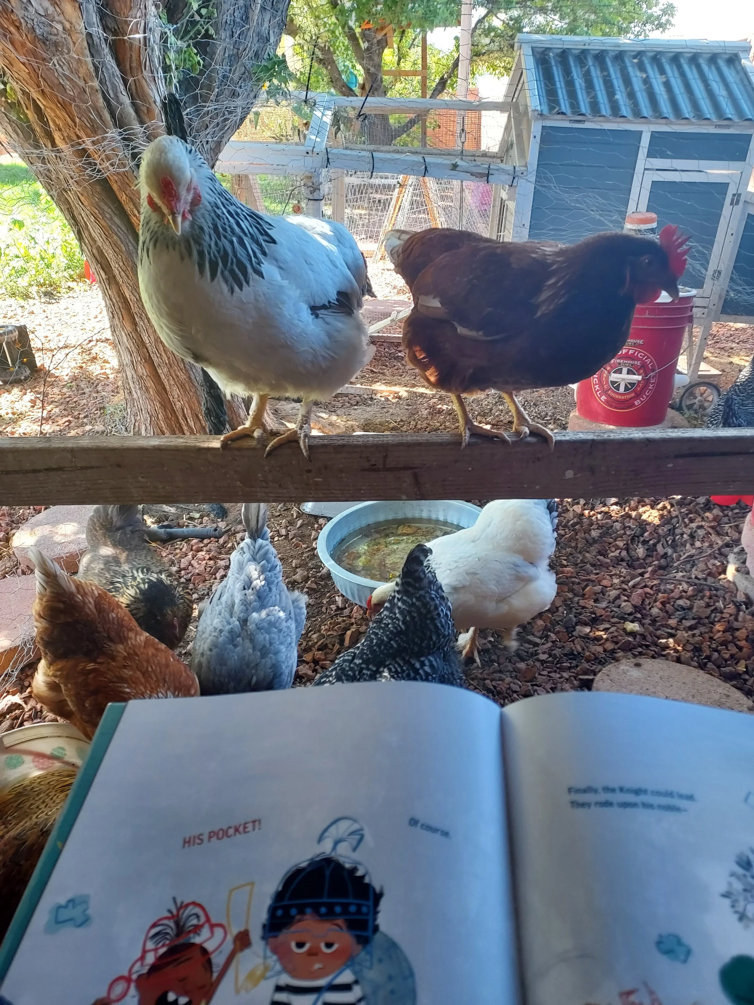 A farm scene showing chickens and ducks near their coop, with two chickens perched on a wooden rail in the foreground, and three ducks foraging on the ground near a water bowl in the background. An open book is in the foreground, partially covering t