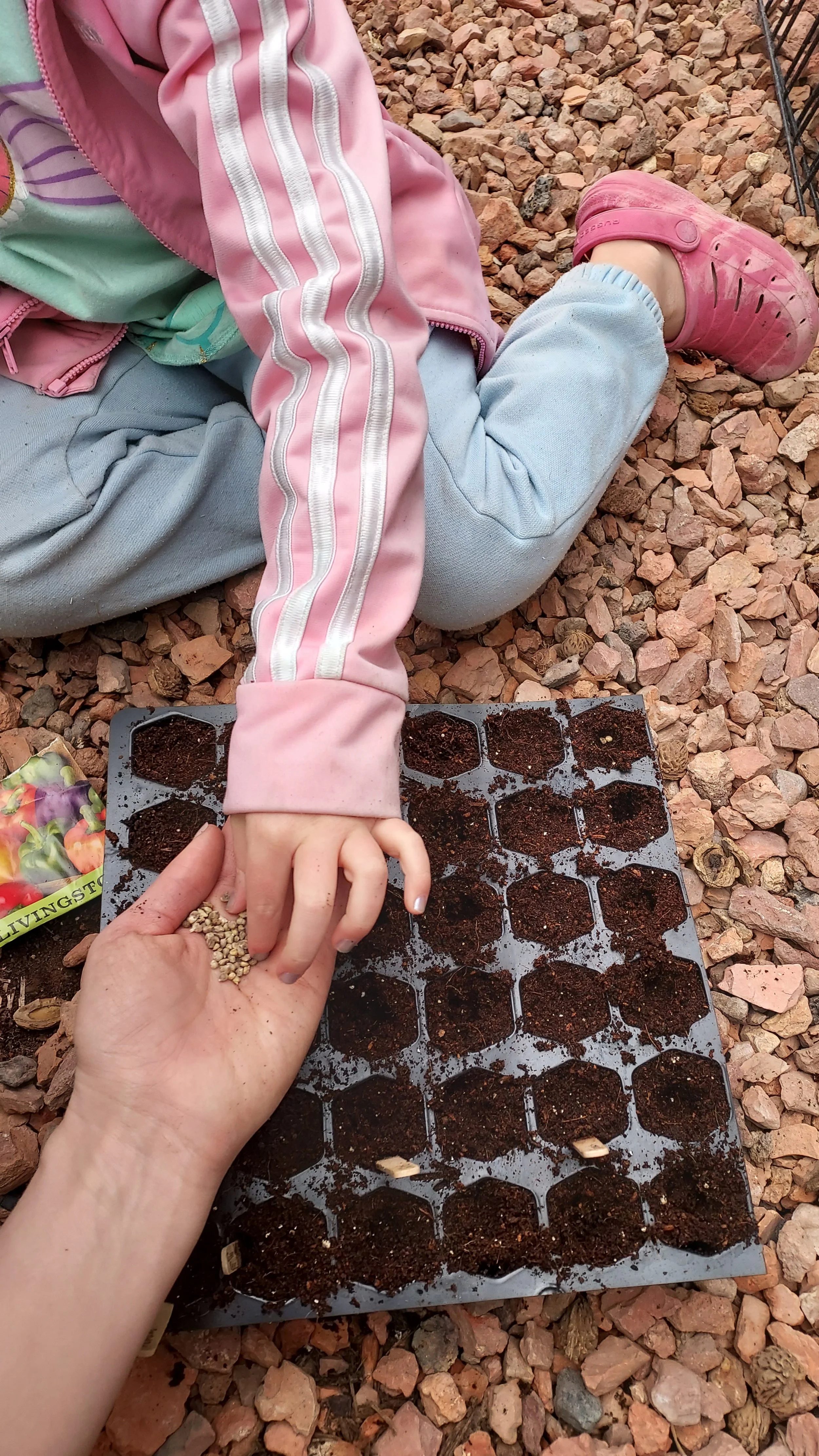 A child planting seeds in a black seed tray with soil, while an adult hands the seeds to the child's hand outdoors on rocky ground.