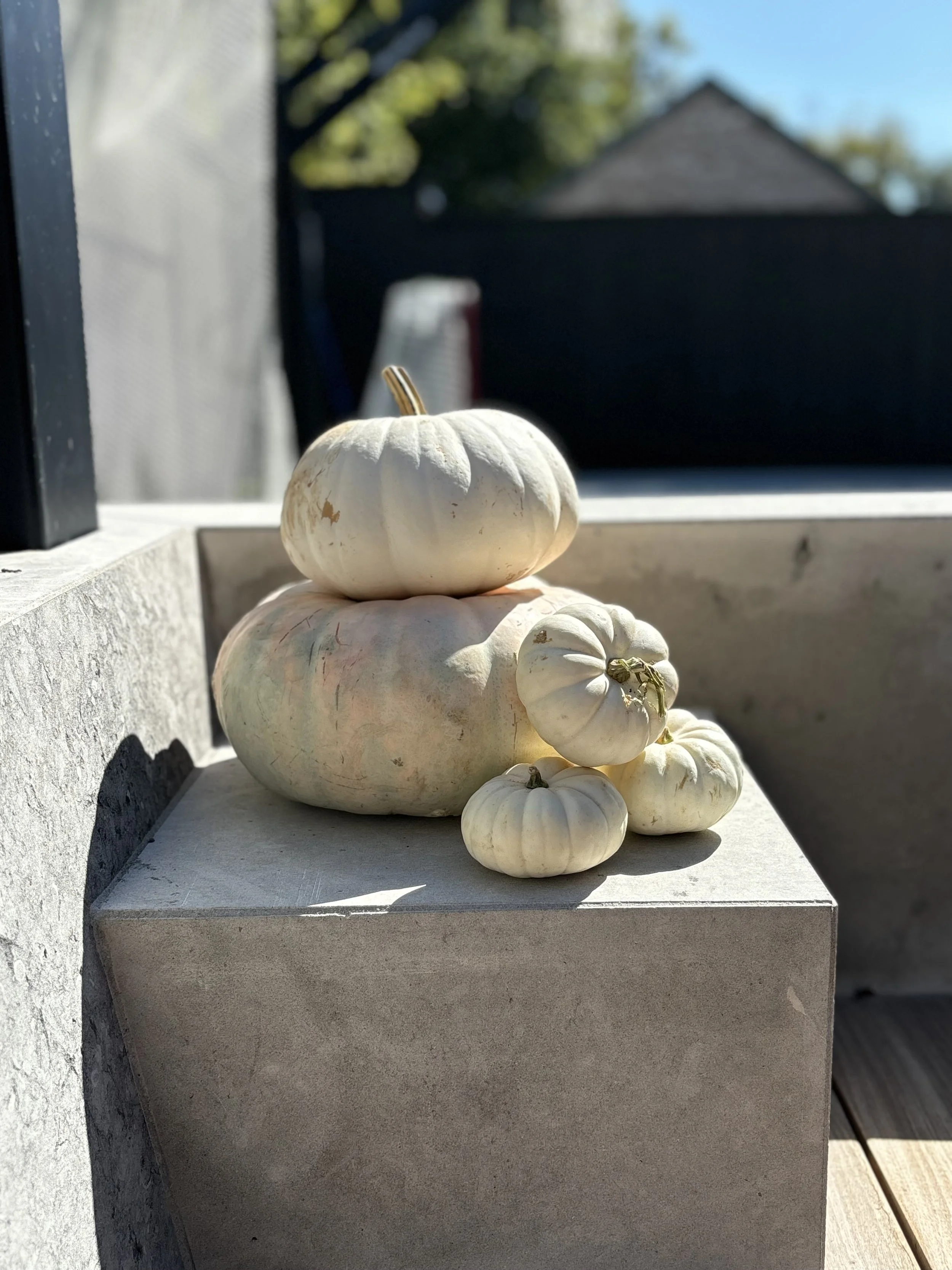 74941931162__E59AEB23-383B-4095-BC7F-A1EFAA10F68E.fullsizerender.jpeg