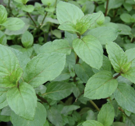 Screenshot 2026-02-09 at 5.45.35 PM.png