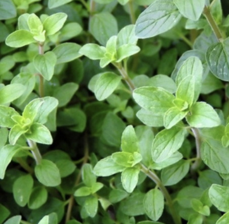 Herb Garden - Seasonal Flavors, Perfectly Contained.