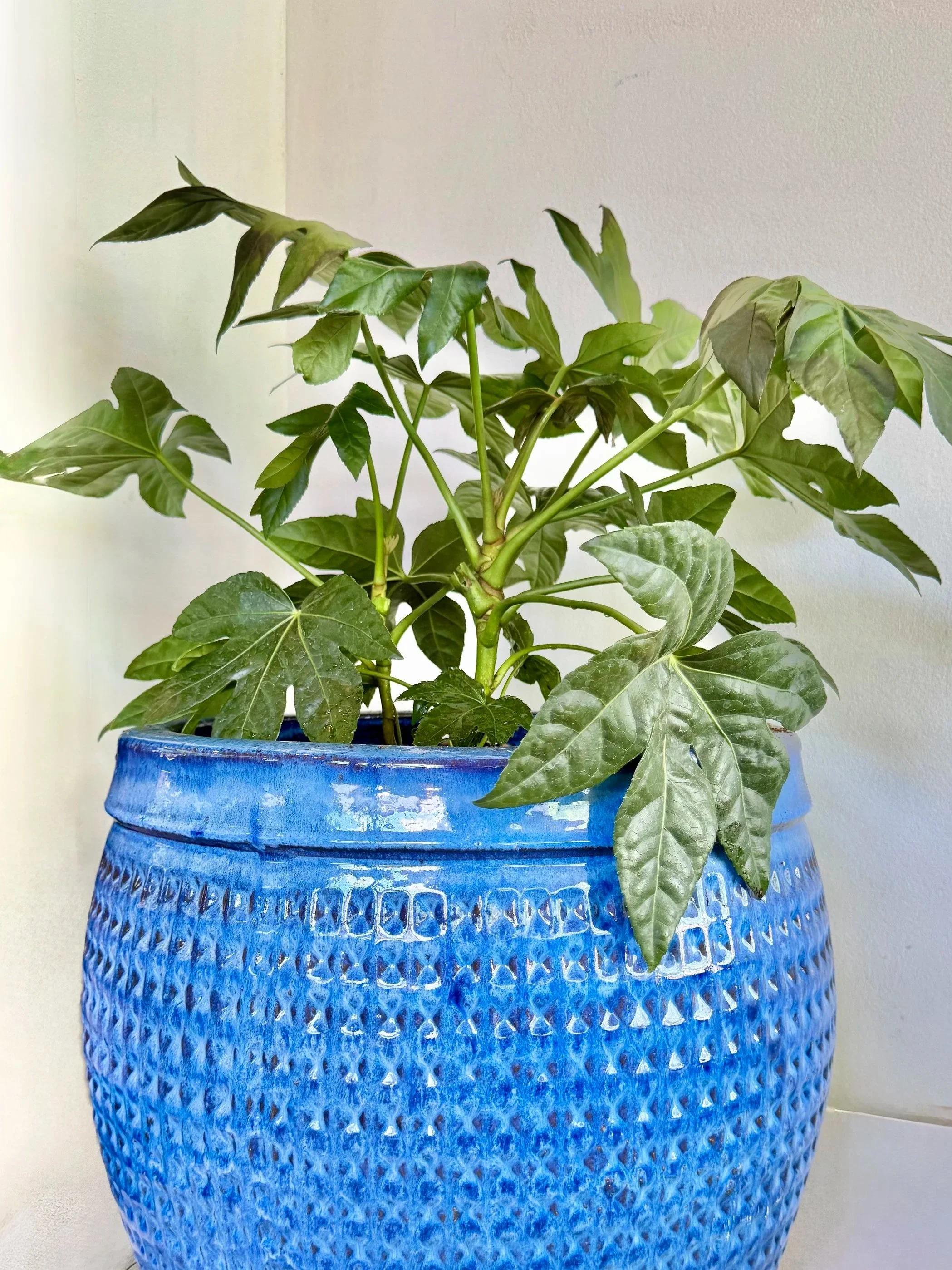 Green potted plant with large leaves in a textured blue ceramic pot.