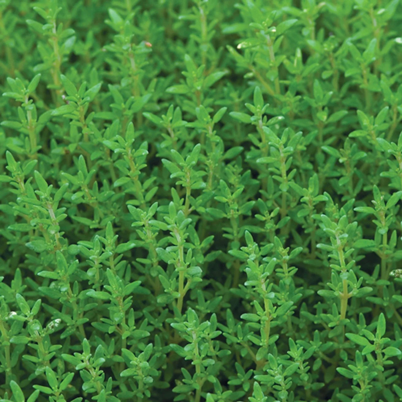 Summer_Thyme_Plants__85747.jpg