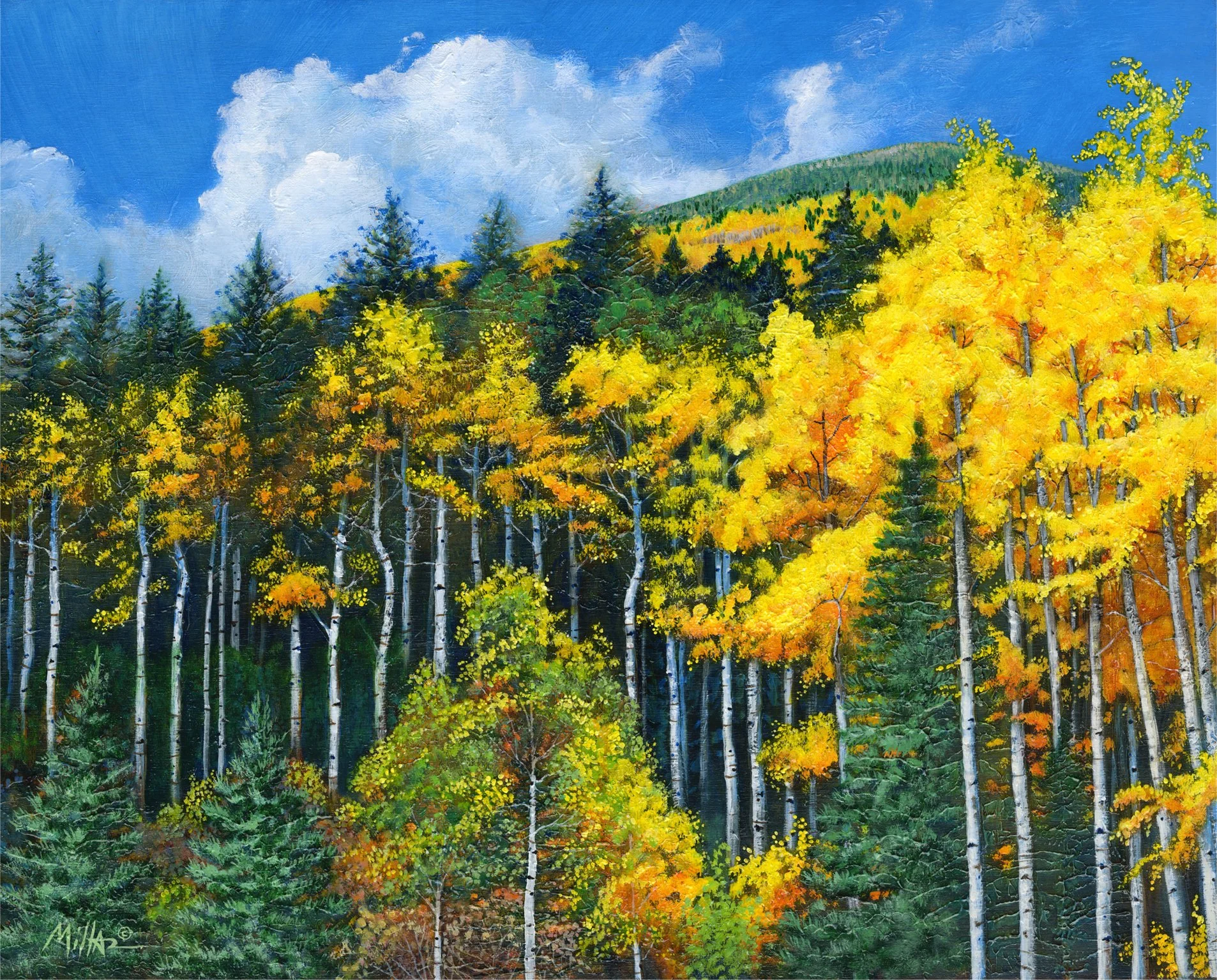 Aspens and Evergreens