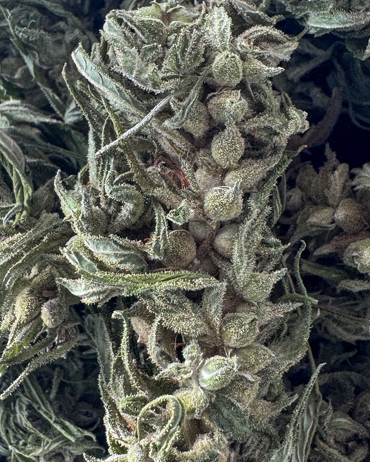 Close-up of a cannabis plant with dense green buds covered in trichomes and orange pistils.