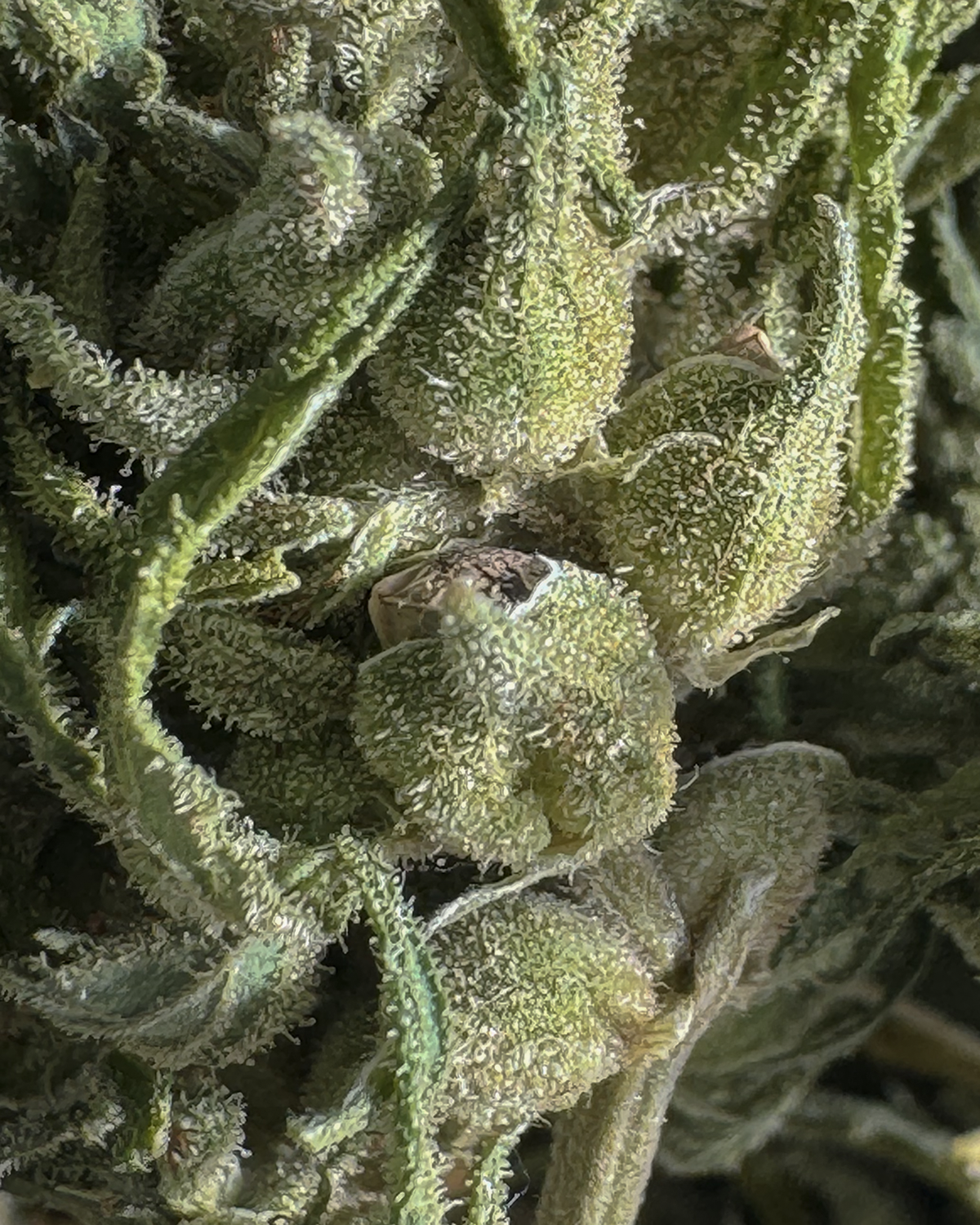Close-up of wet, textured, greenish-white buds with surrounding leaves.