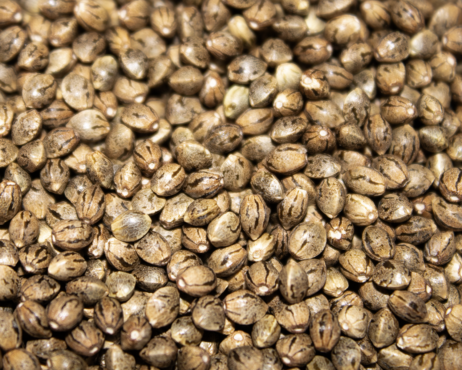 Cherry Train Caboose