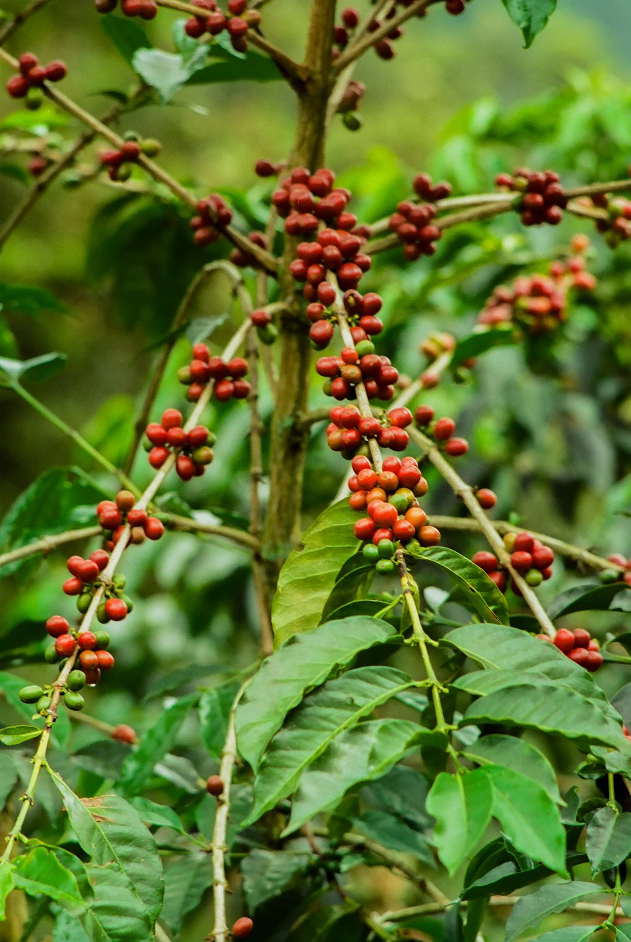 Café, Filandia, Colombia.